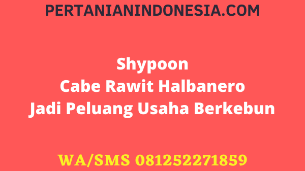 Shypoon Cabe Rawit Halbanero Jadi Peluang Usaha Berkebun
